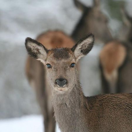 Gite Le Cerf Pantin Saint-Hubert Exteriér fotografie