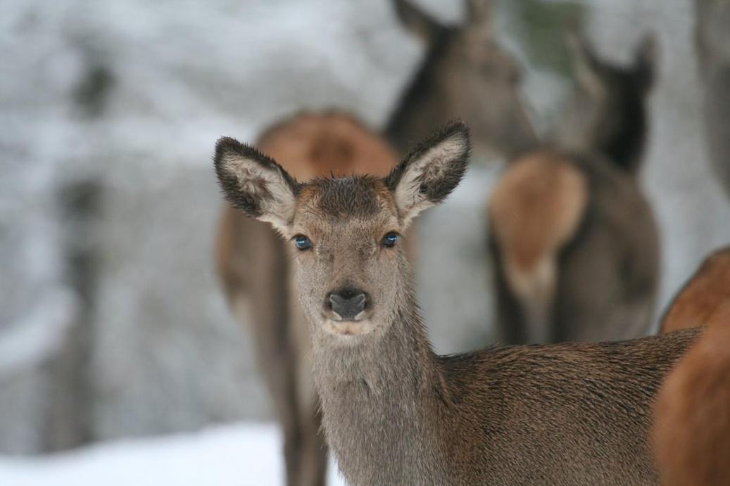 Gite Le Cerf Pantin Saint-Hubert Exteriér fotografie